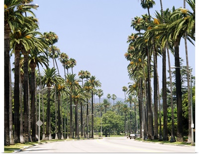 Palm trees along a road, City of Los Angeles, California