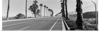 Palm trees along a road San Diego California