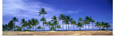 Palm Trees at Ko Olina Resort Oahu Hawaii