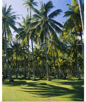 Palm trees in a forest, Ocho Rios, Jamaica