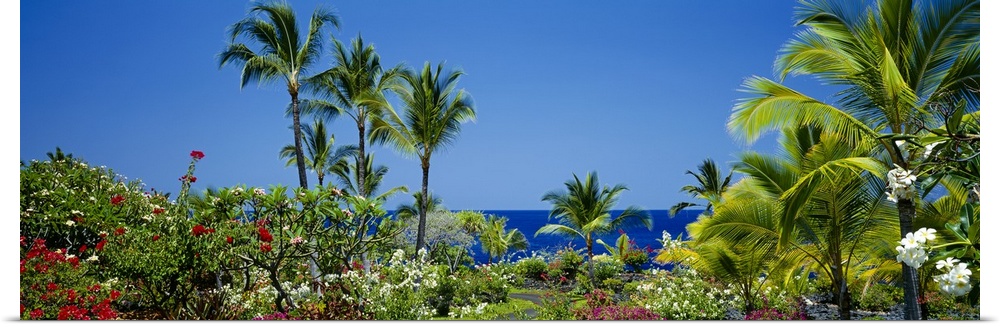 Palm trees in a garden, Tropical Garden, Kona, Hawaii