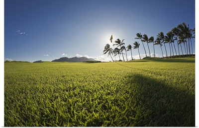 Palm trees in a golf course, Kauai Lagoons, Kauai, Hawaii