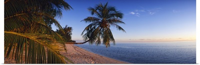 Palm Trees Matira Beach Bora Bora