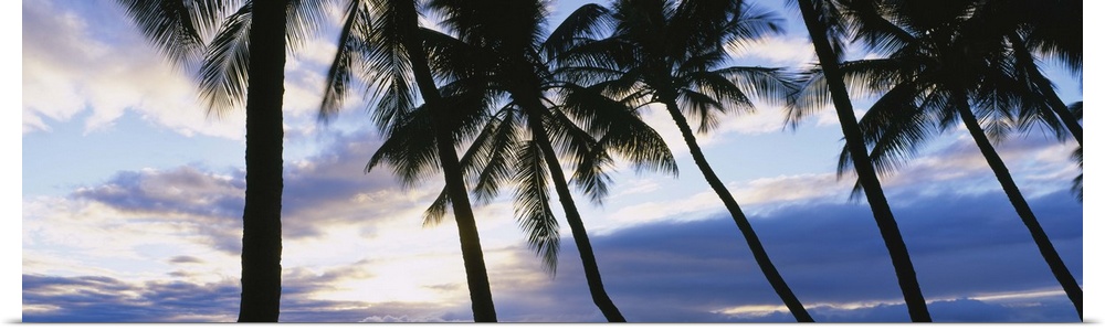 Palm Trees Maui HI