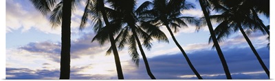 Palm Trees Maui HI