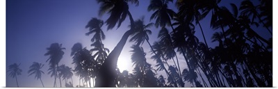Palm trees, Molokai, Hawaii