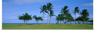 Palm Trees Oahu HI