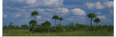 Palm trees on a landscape, Big Cypress Swamp National Preserve, Everglades National Park, Florida