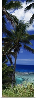 Palm trees on island coast, blue ocean water, Nive Island, South Pacific