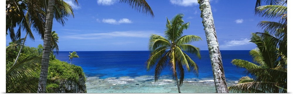 Giant, panoramic photograph of palm trees on the beach of Nive Island, in front of the deep blue waters of the South Pacific.