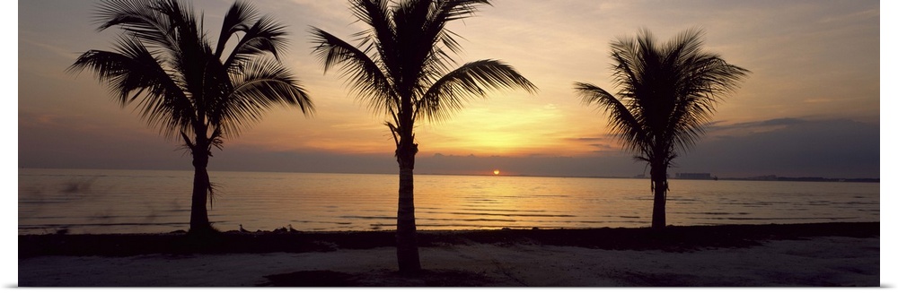 Palm trees on the beach at dusk, Miami, Miami-Dade County, Florida