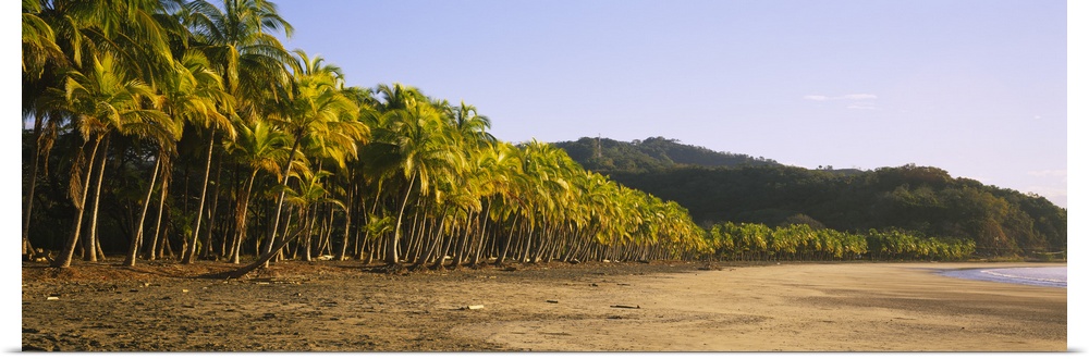 Palm trees on the beach, Carrillo Beach, Nicoya Peninsula, Guanacaste Province, Costa Rica