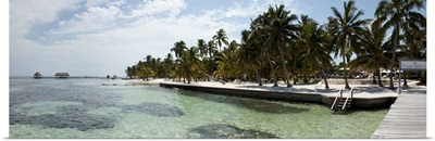 Palm trees on the beach, Corozal District, San Pedro, Ambergris Caye, Belize