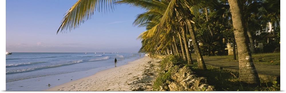 Palm trees on the beach, Diani Beach, Mombasa, Kenya