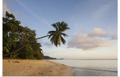 Palm trees on the beach, Fairyland Beach, Mahe Island, Seychelles