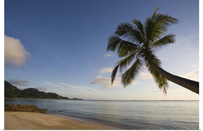 Palm trees on the beach, Fairyland Beach, Mahe Island, Seychelles