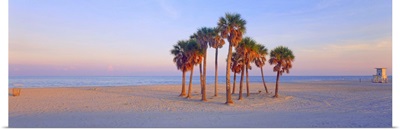Palm trees on the beach, Florida