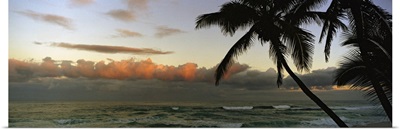 Palm trees on the beach, Hawaii,