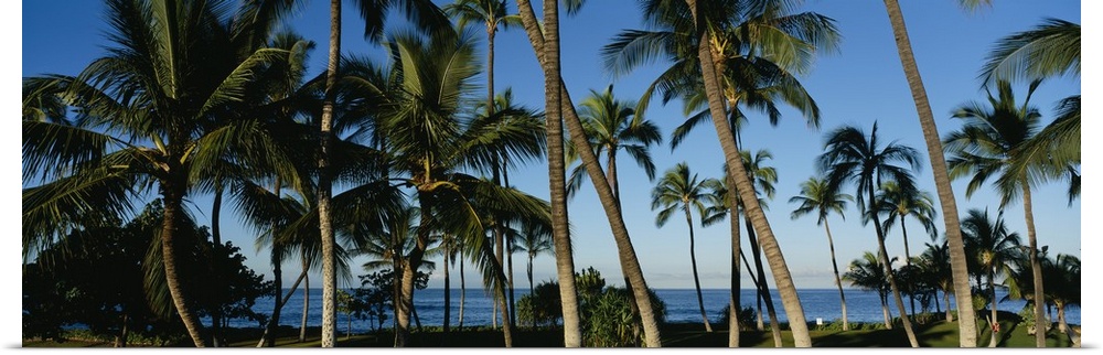 Panoramic photo of palm trees layered in front of the Pacific Ocean.