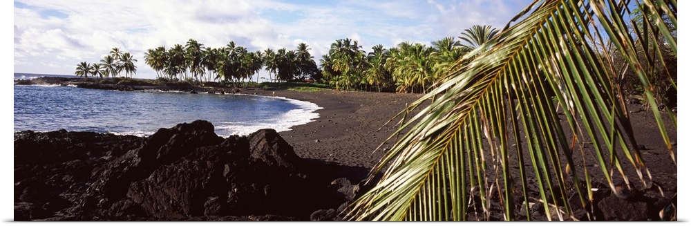 Palm trees on the beach, Honomalino Beach, Hawaii, USA