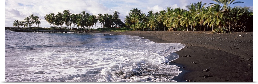 Palm trees on the beach, Honomalino Beach, Hawaii, USA