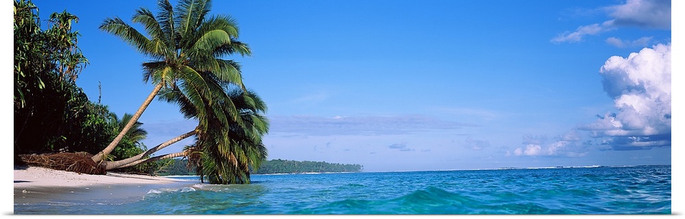 A panoramic photograph taken of large palm trees that stretch out over the ocean water and some that actually touch it.