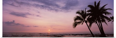 Palm trees on the beach, Keauhou, South Kona, Hawaii County, Hawaii