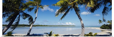 Palm trees on the beach, Mataiva, Tuamoto Islands, French Polynesia