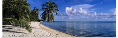 Palm trees on the beach, Matira Beach, Bora Bora, French Polynesia