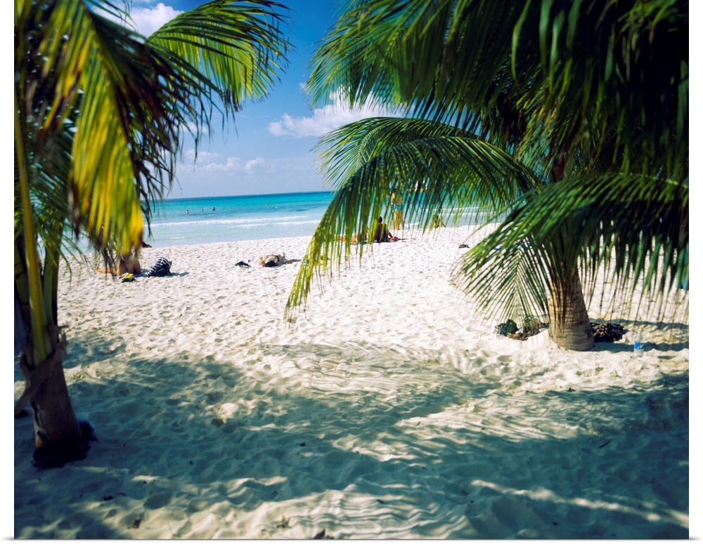 Huge photograph displays the view of a sandy beach and ocean through the fronds of a few tropical trees.  Throughout the p...