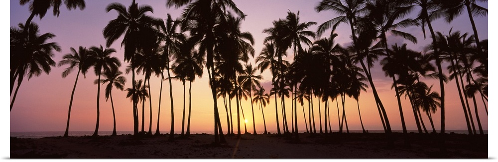 Panoramic picture taken during sun down of palm trees that stand on a beach.