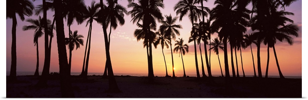Palm trees on the beach, Pu'u Honua O Honaunau, Hawaii, USA