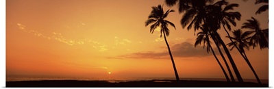 Palm trees on the beach, Pu'u Honua O Honaunau, Hawaii