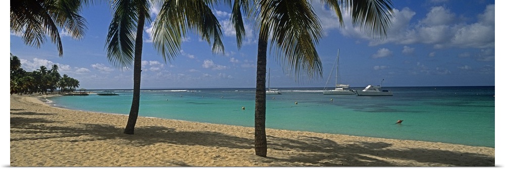 Big, panoramic photograph of palm trees swaying over Sainte Anne Beach, crystal blue waters in the background in Sainte An...