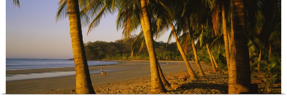 Palm trees on the beach, Samara Beach, Guanacaste Province, Costa Rica