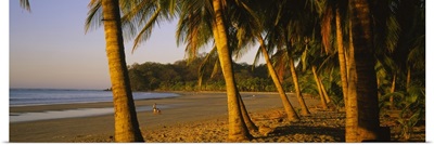 Palm trees on the beach, Samara Beach, Guanacaste Province, Costa Rica