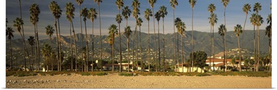 Palm trees on the beach, Santa Barbara, California,