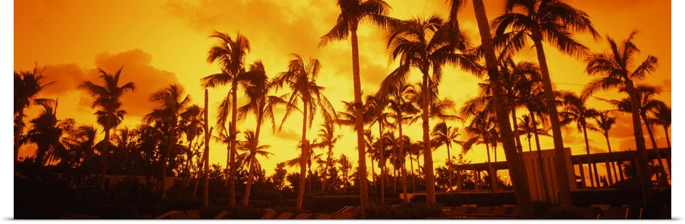 Large horizontal photograph of many palm trees on  South Beach, near the Setai Hotel, beneath a bright golden sky as the s...