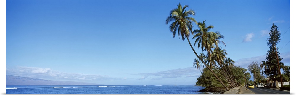Palm trees on the coast Lahaina Maui Hawaii