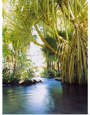 Palm trees over hot spring, Tabacon, Costa Rica
