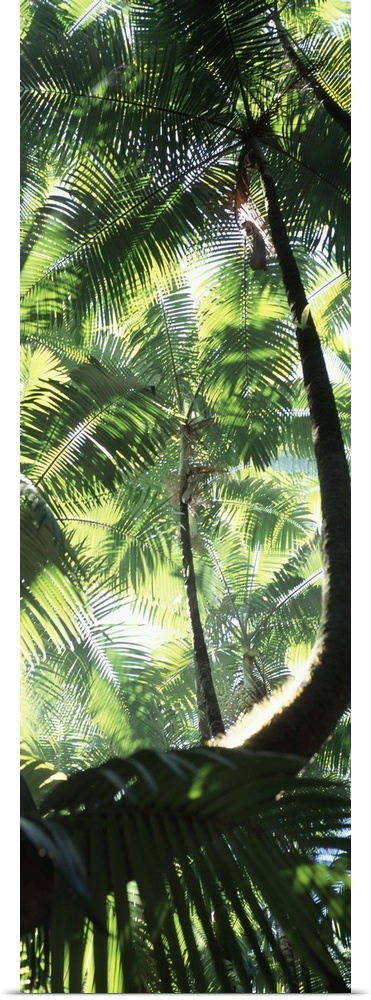 Palm Trees Tropical Botanical Gardens HI