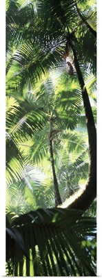 Palm Trees Tropical Botanical Gardens HI