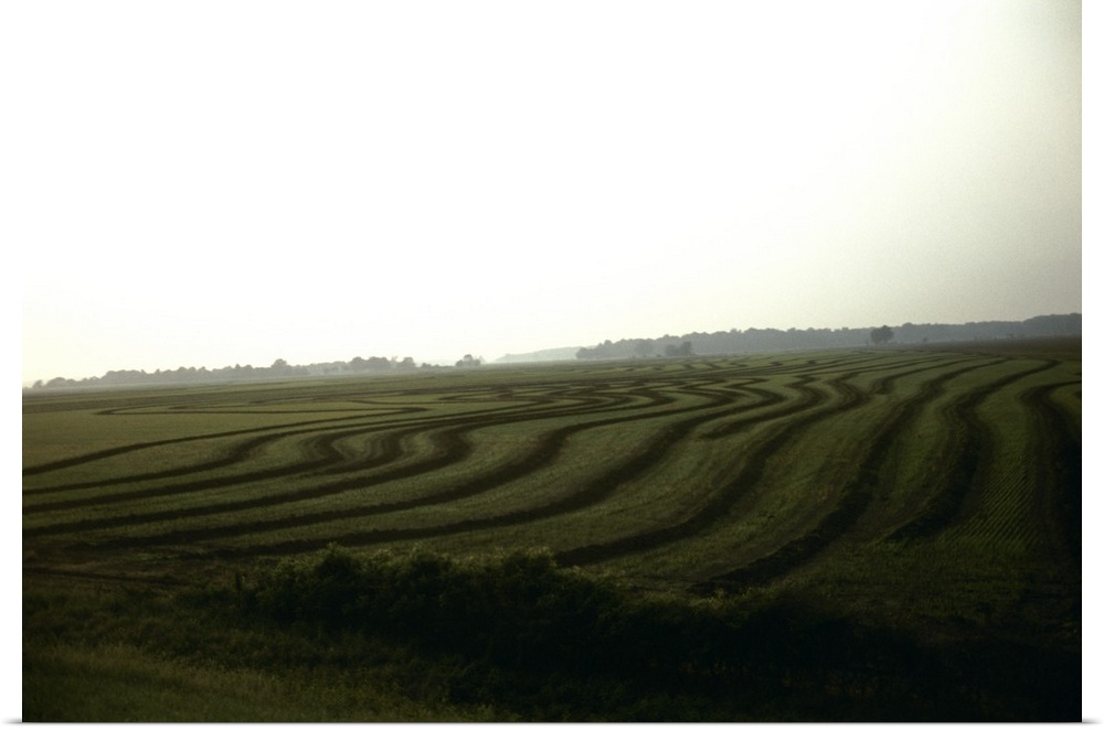 Panoramic view of a rice field, Arkansas