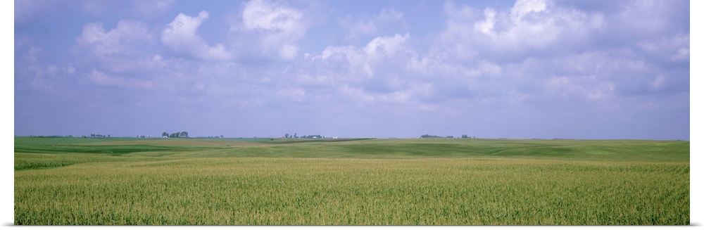 Giant horizontal photograph of a vast, green cornfield beneath a light blue sky, in Iowa.