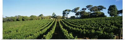 Panoramic view of vineyards, Margaret River, Western Australia, Australia