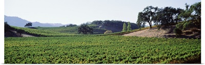 Panoramic view of vineyards, Napa Valley, California