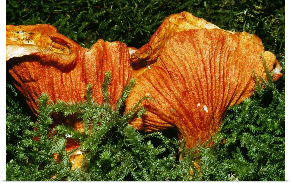 Parasitic Lobster Mushrooms (Hypomyces Lactifluorum)