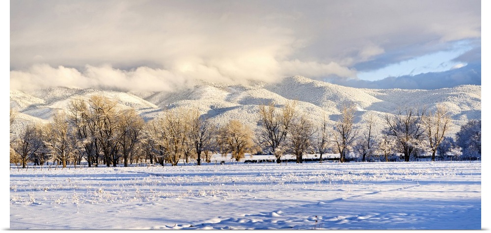 Pasture land covered in snow with Taos Mountain in the background, Sangre De Cristo Range, San Luis Valley, Colorado, USA.