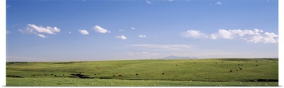 Pasture on a landscape, Pikes Peak, Douglas County, Colorado