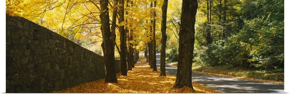 Path covered with leaves, Connecticut, New England